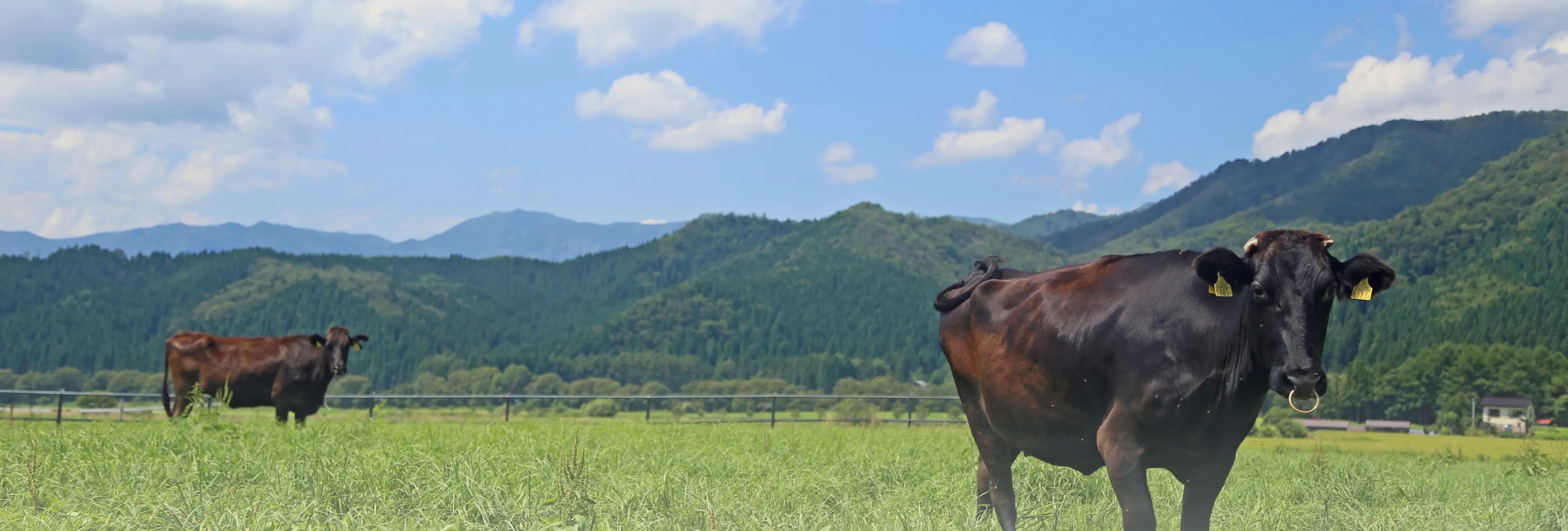 長崎牛が放牧されている様子